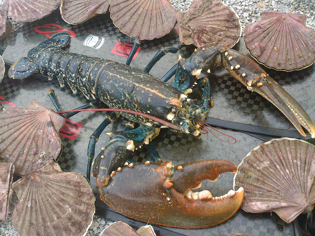 Homard-1