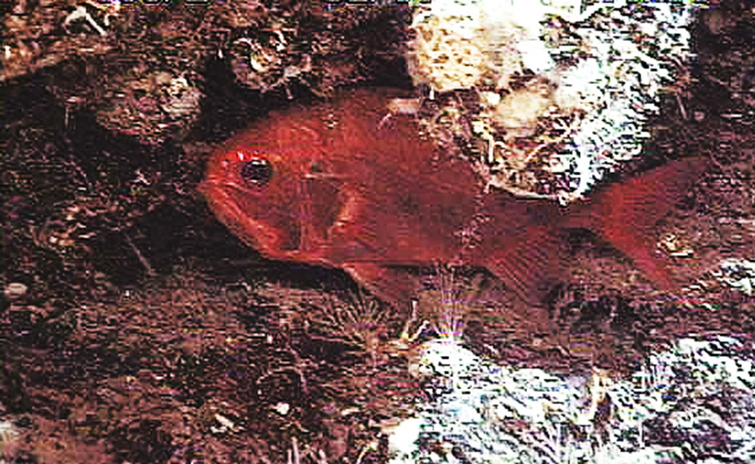 Hoplostèthe-2