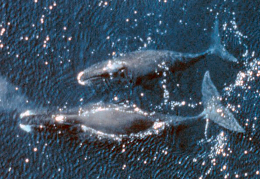 Huile-de-baleine-2