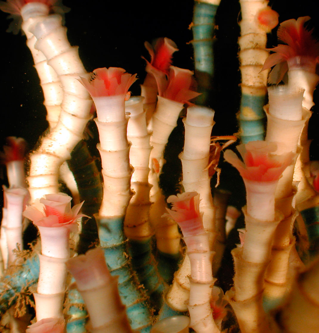 Lamellibrachia_luymesi-1