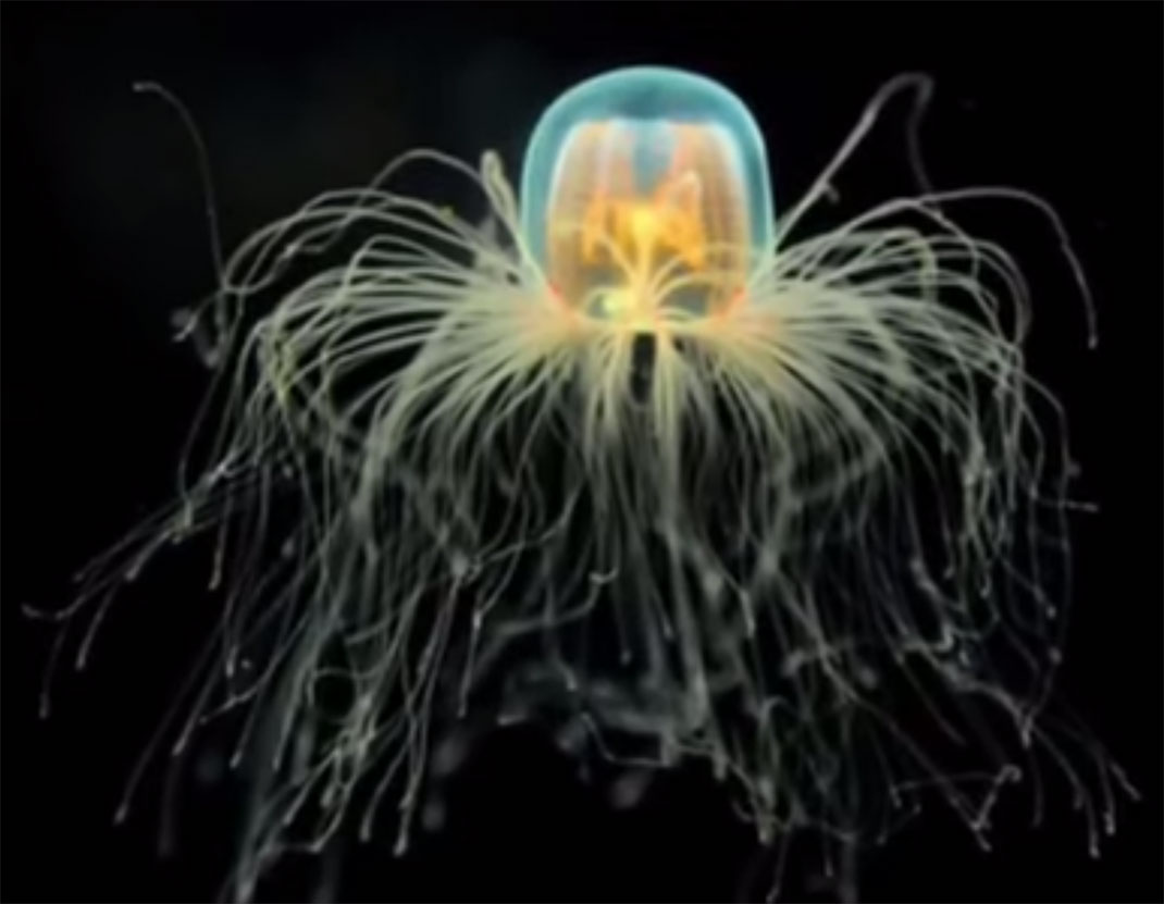 Meduse-4
