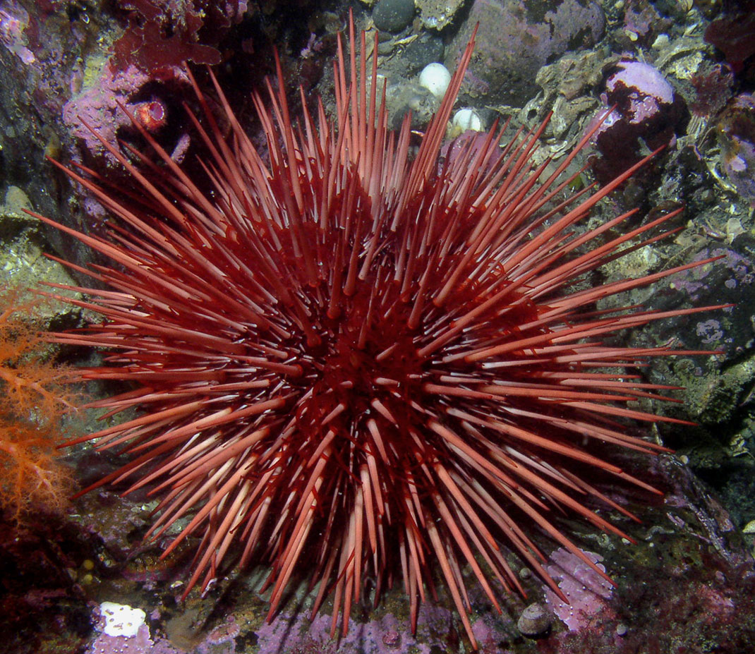 Oursin-rouge-geant-2