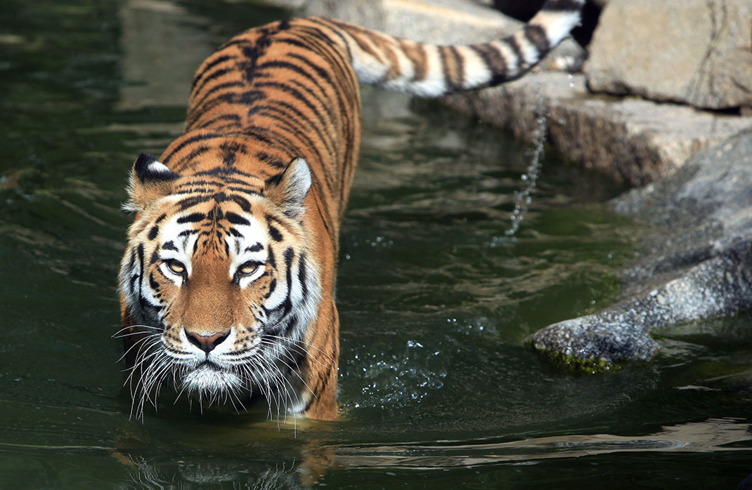 Tigre-de-sibérie-1