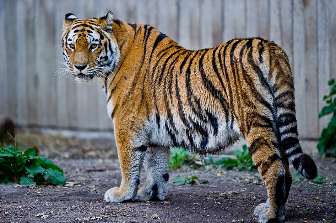 Tigre-de-sibérie-2