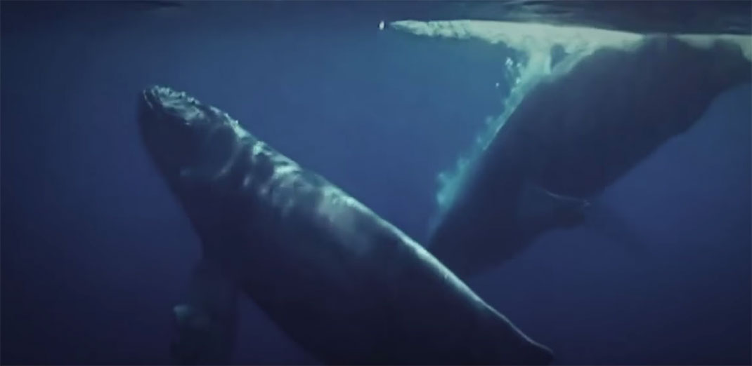 baleine-bleue-2