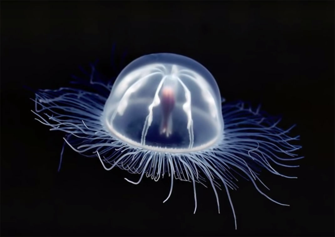 meduse-2
