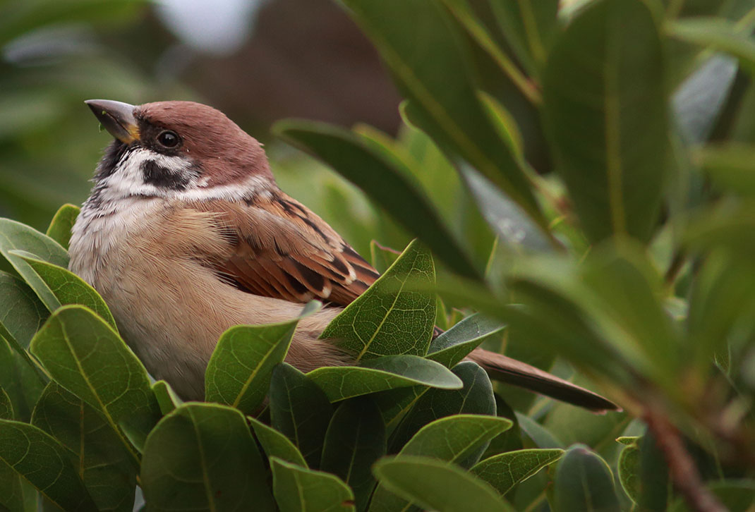 moineau-arbre