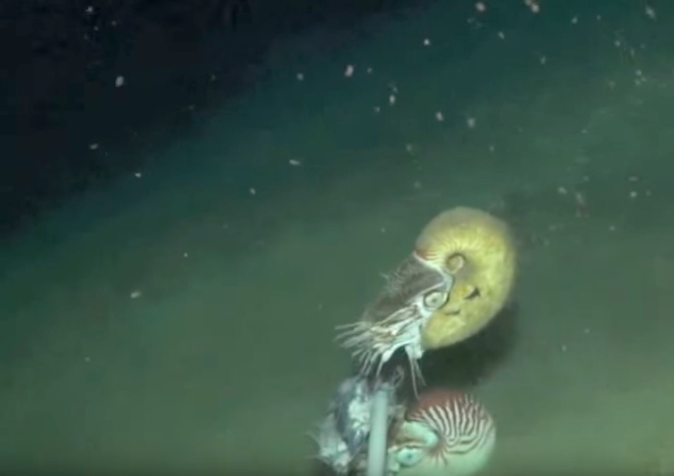 nautile-extrait-video-2