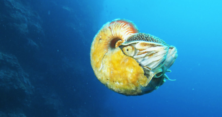 Allonautilus-scrobiculatus