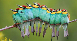 oiseaux1