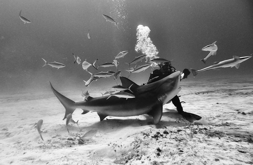 requin-profondeur