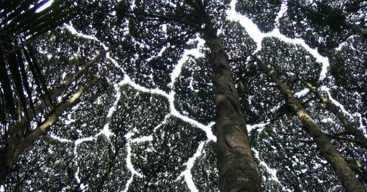 une-arbres1