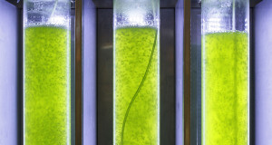 une-carburant-algue