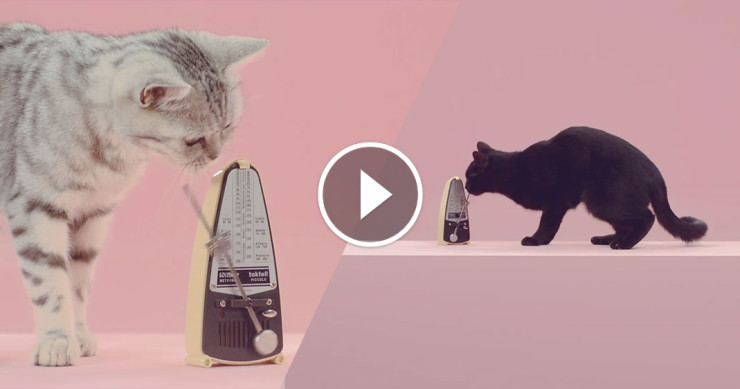 une-chat-danse