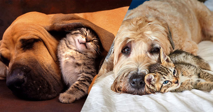 une-chiens-chats7