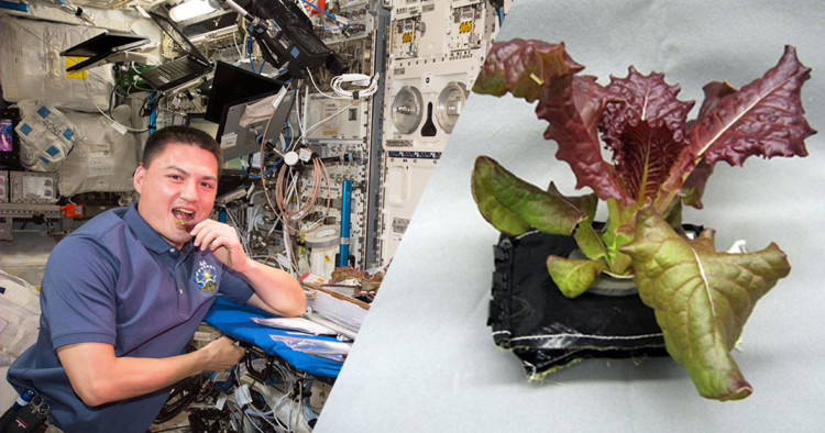 une-spacelettuce