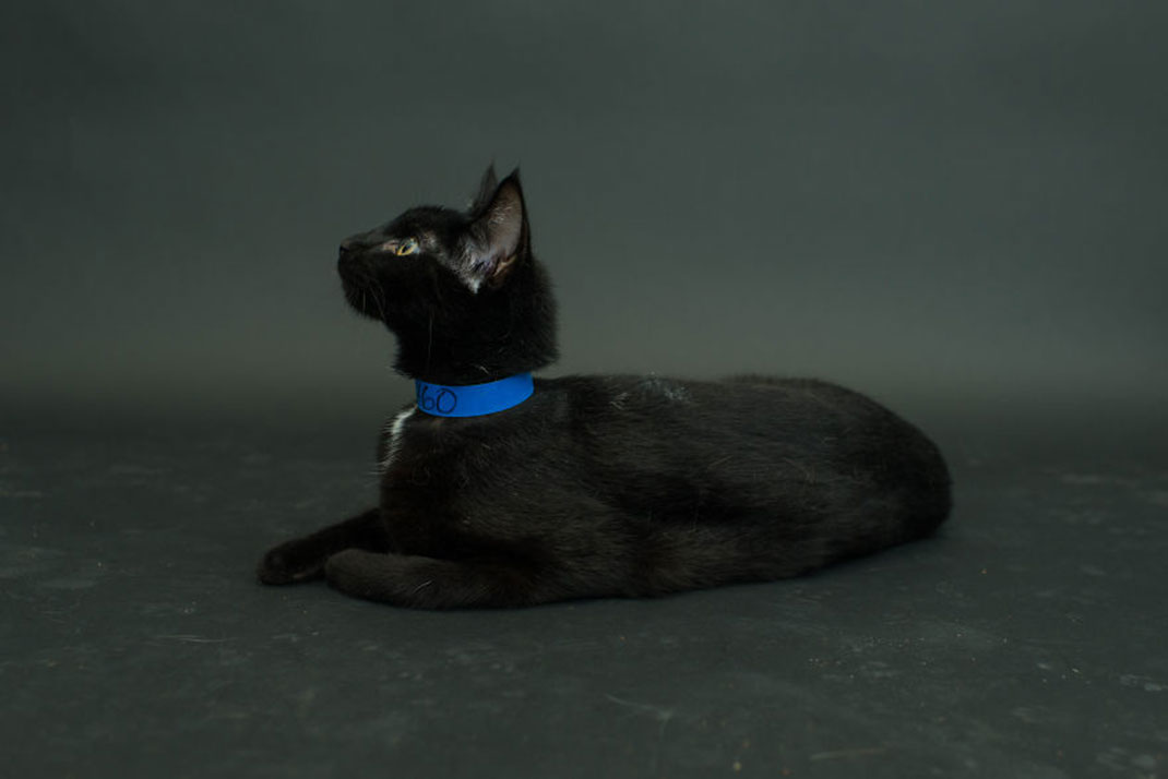 05-chatnoir-caseyelise