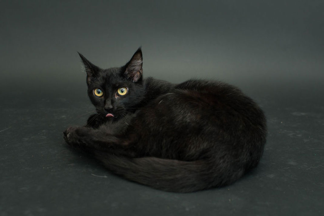07-chatnoir-caseyelise