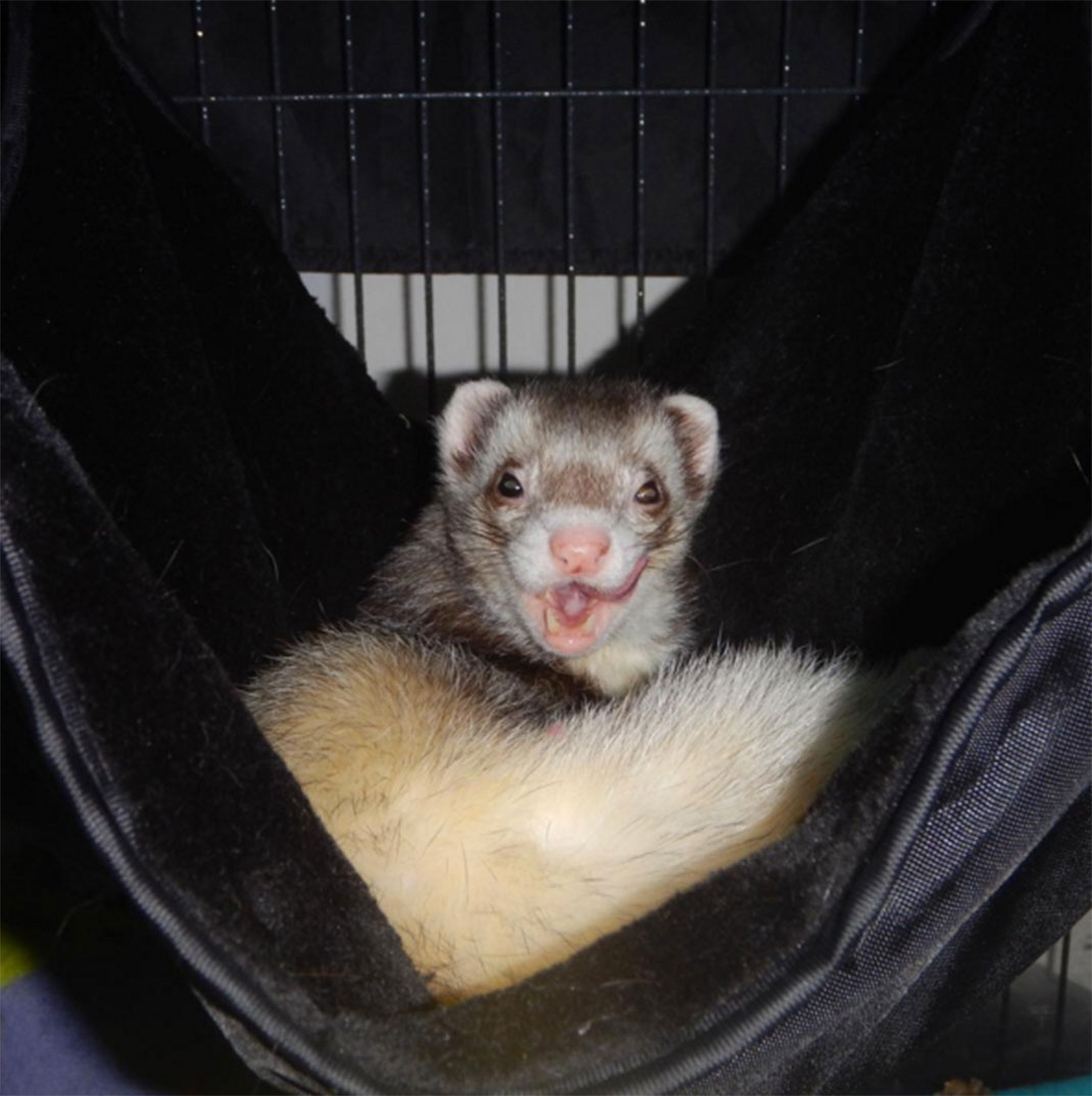 1-furet-insolite