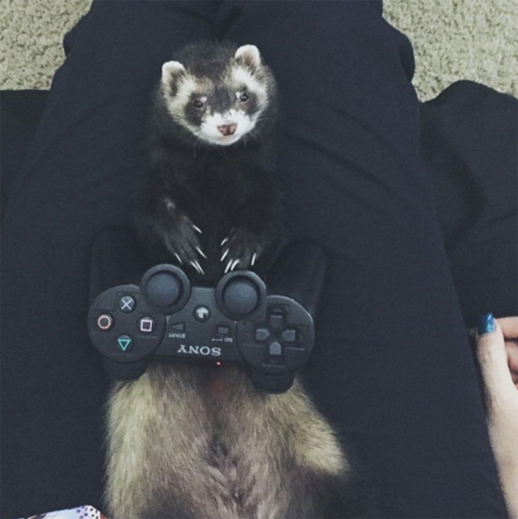 10-furet-insolite