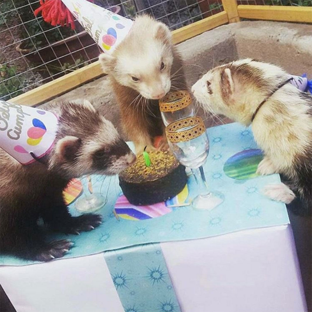12-furet-insolite