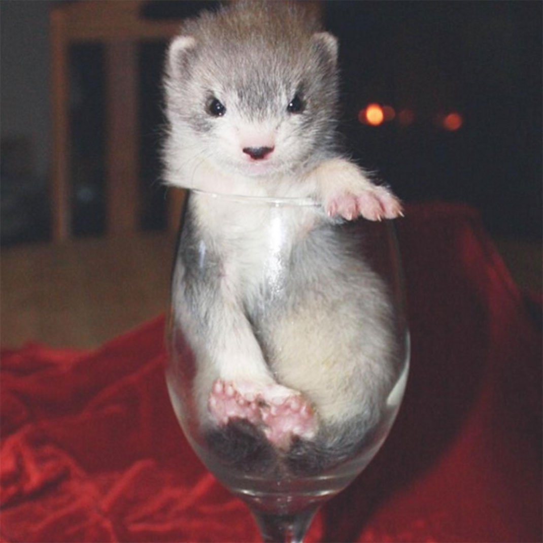 13-furet-insolite