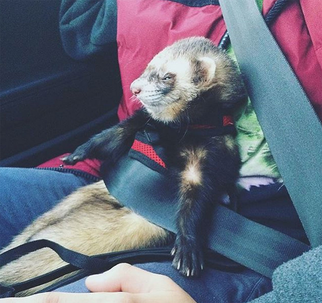 14-furet-insolite