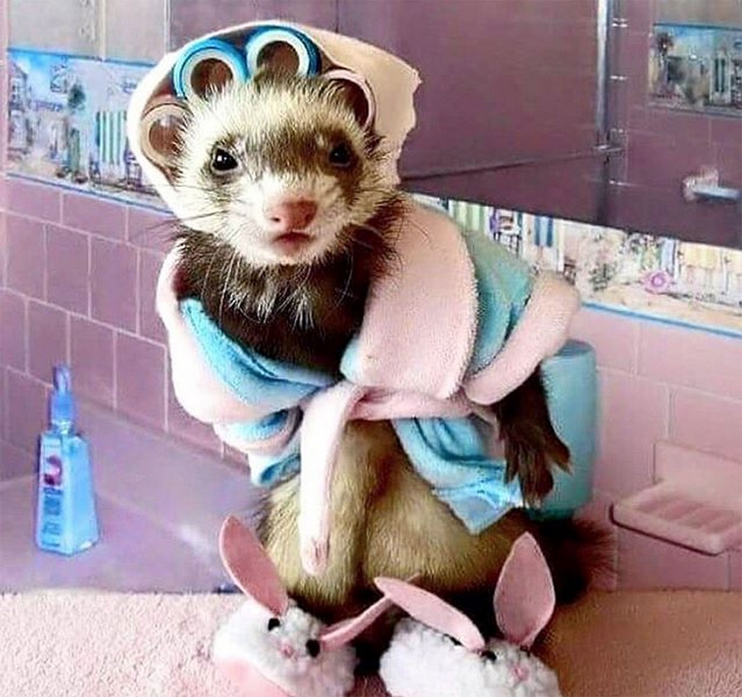 15-furet-insolite