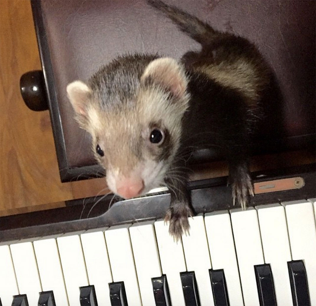 16-furet-insolite