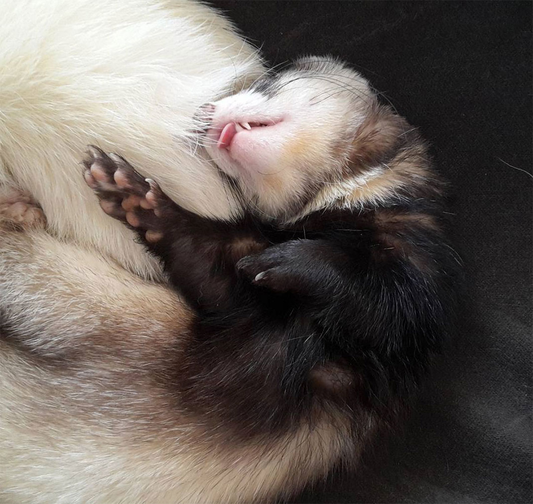 17-furet-insolite