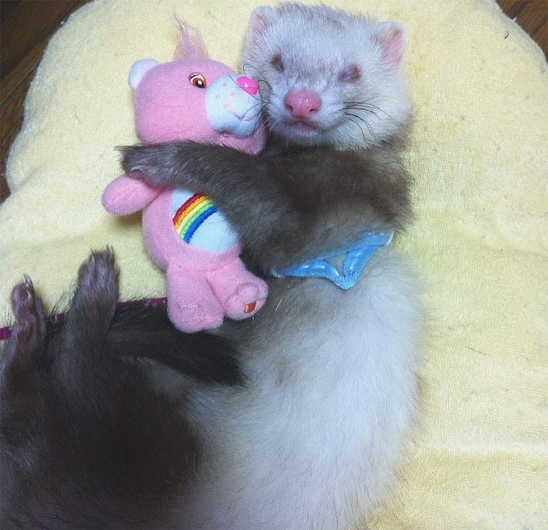 18-furet-insolite
