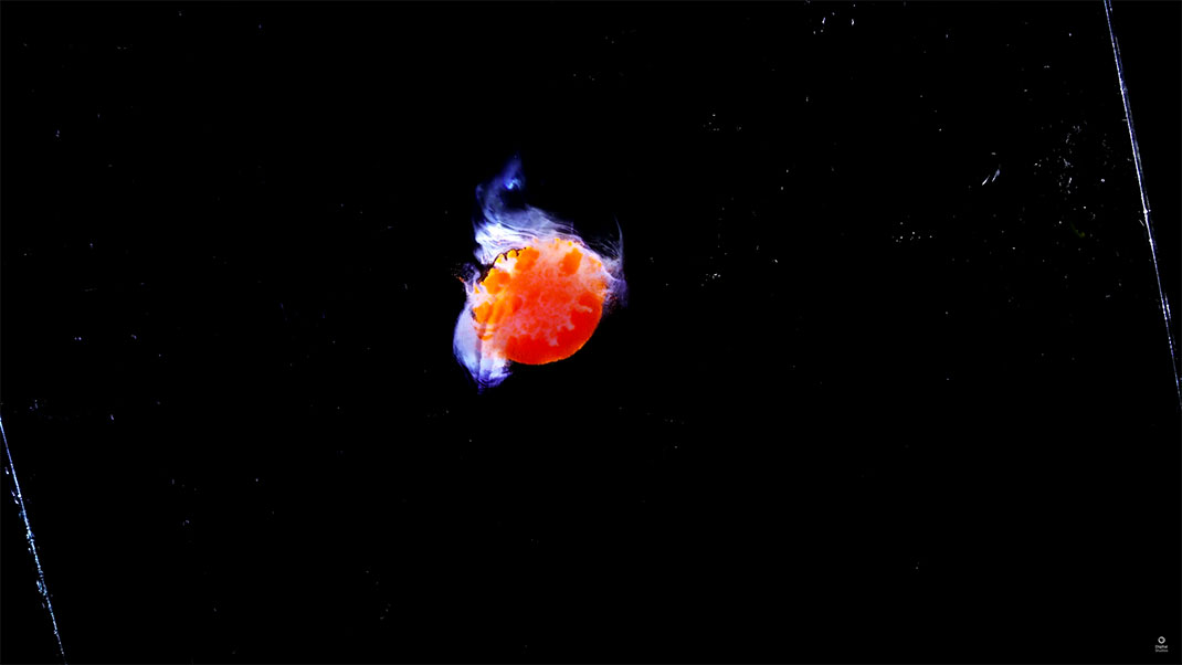 18-video-cosmos