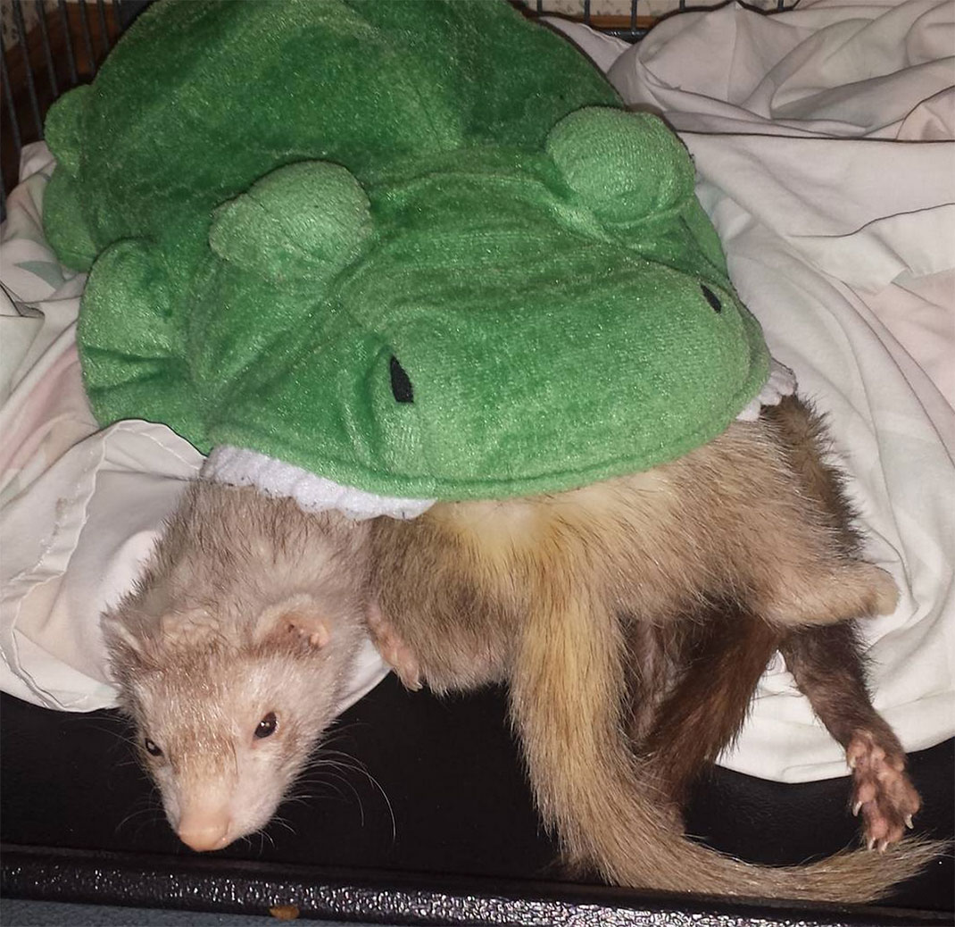 19-furet-insolite