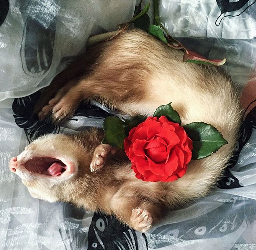 20-furet-insolite