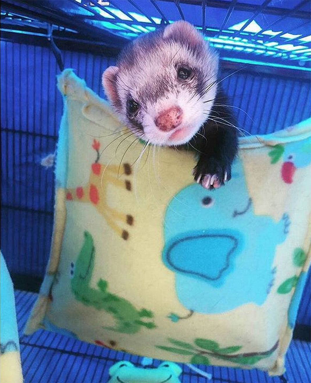 21-furet-insolite