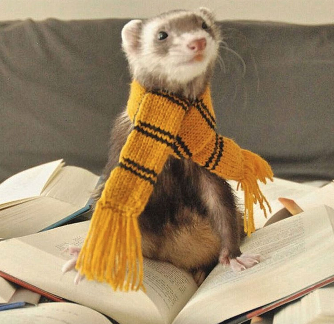22-furet-insolite