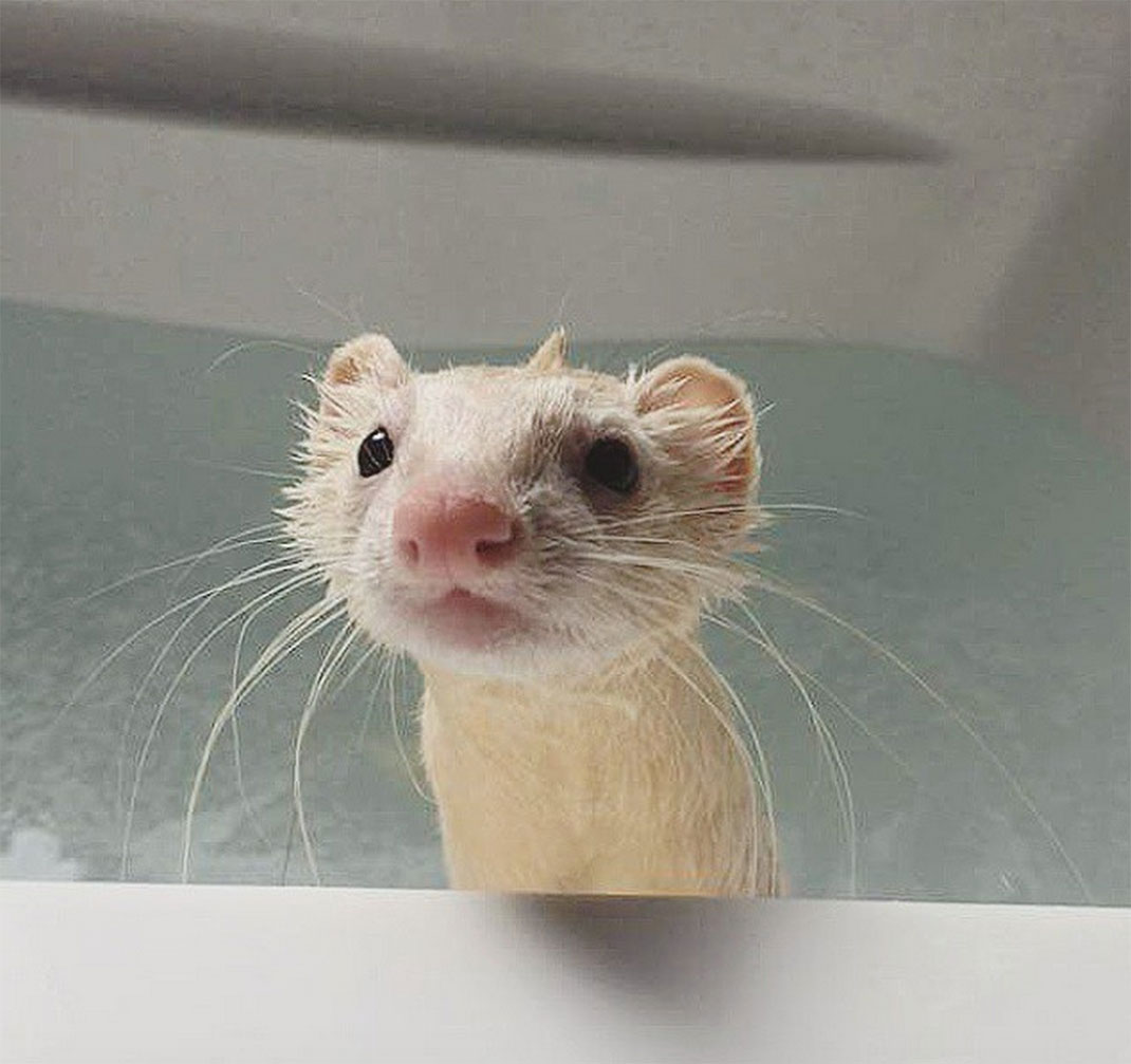23-furet-insolite