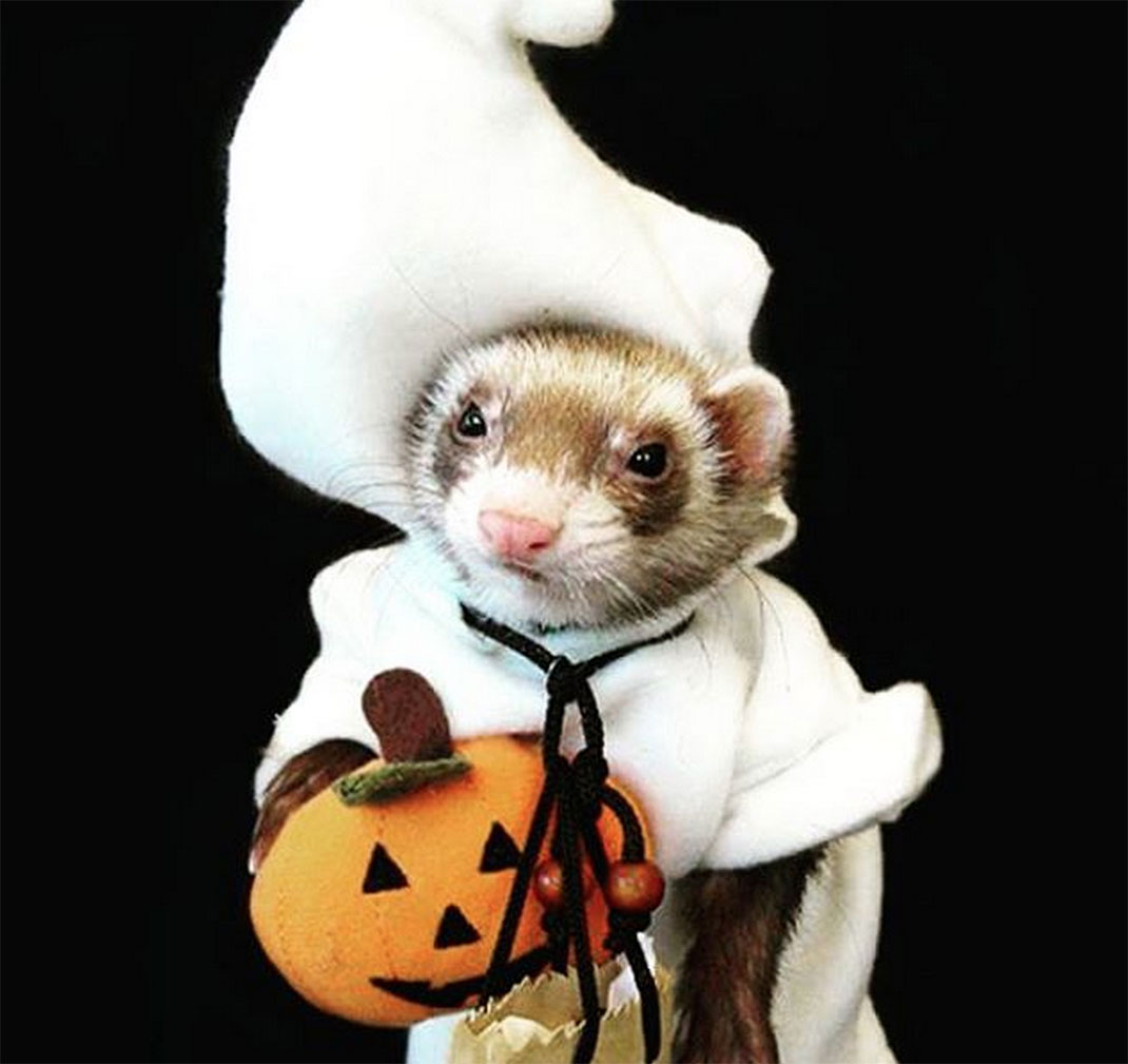 25-furet-insolite
