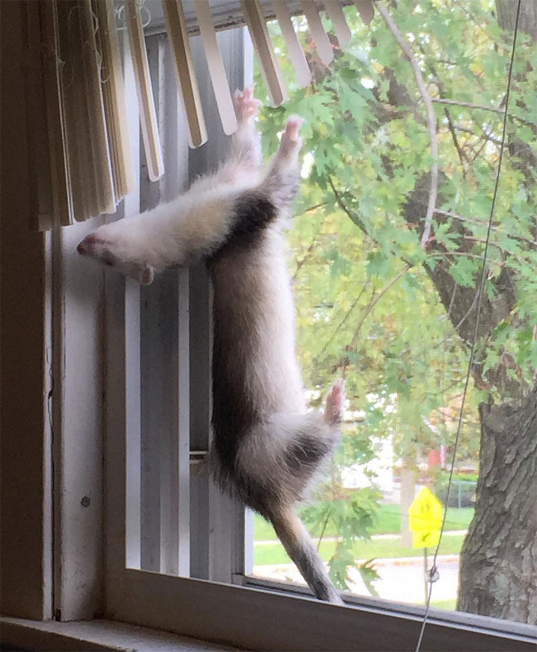 26-furet-insolite