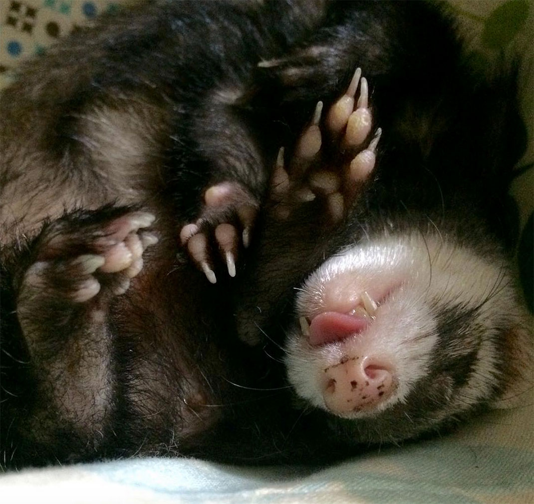 28-furet-insolite