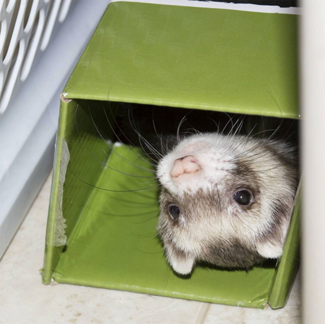 3-furet-insolite