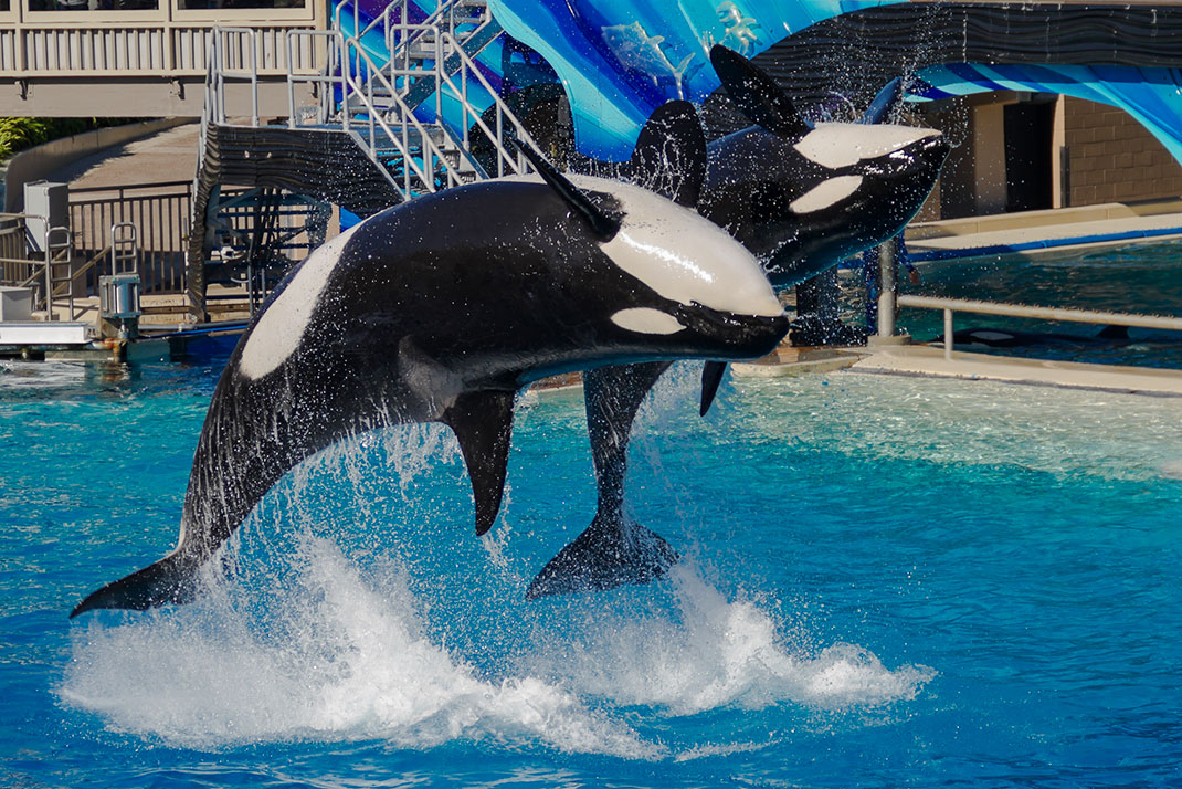 3-orque-seaworld