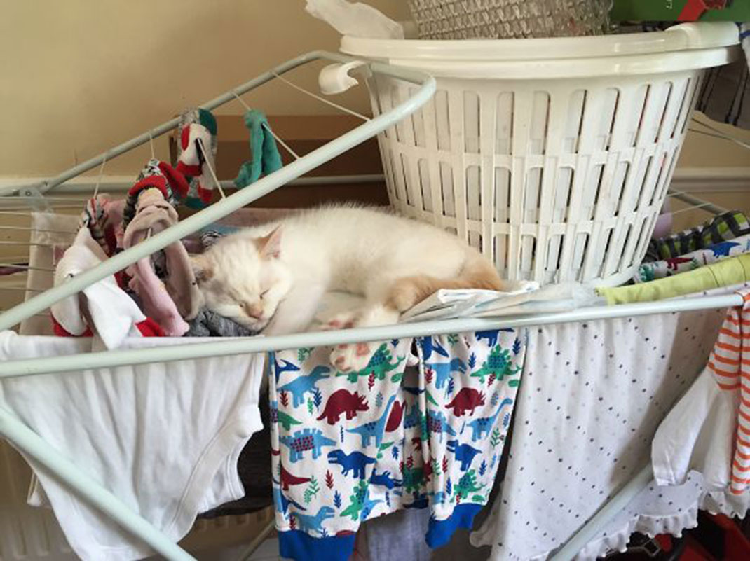 38-linge-KatreAmbrazas