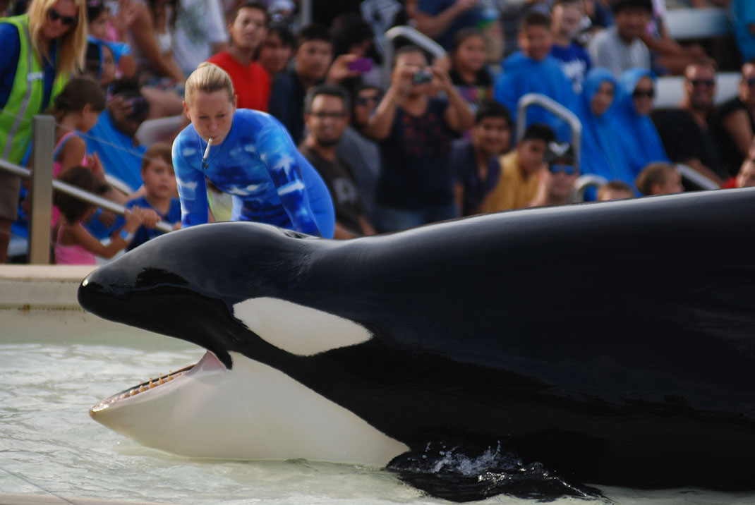 4-orque-seaworld