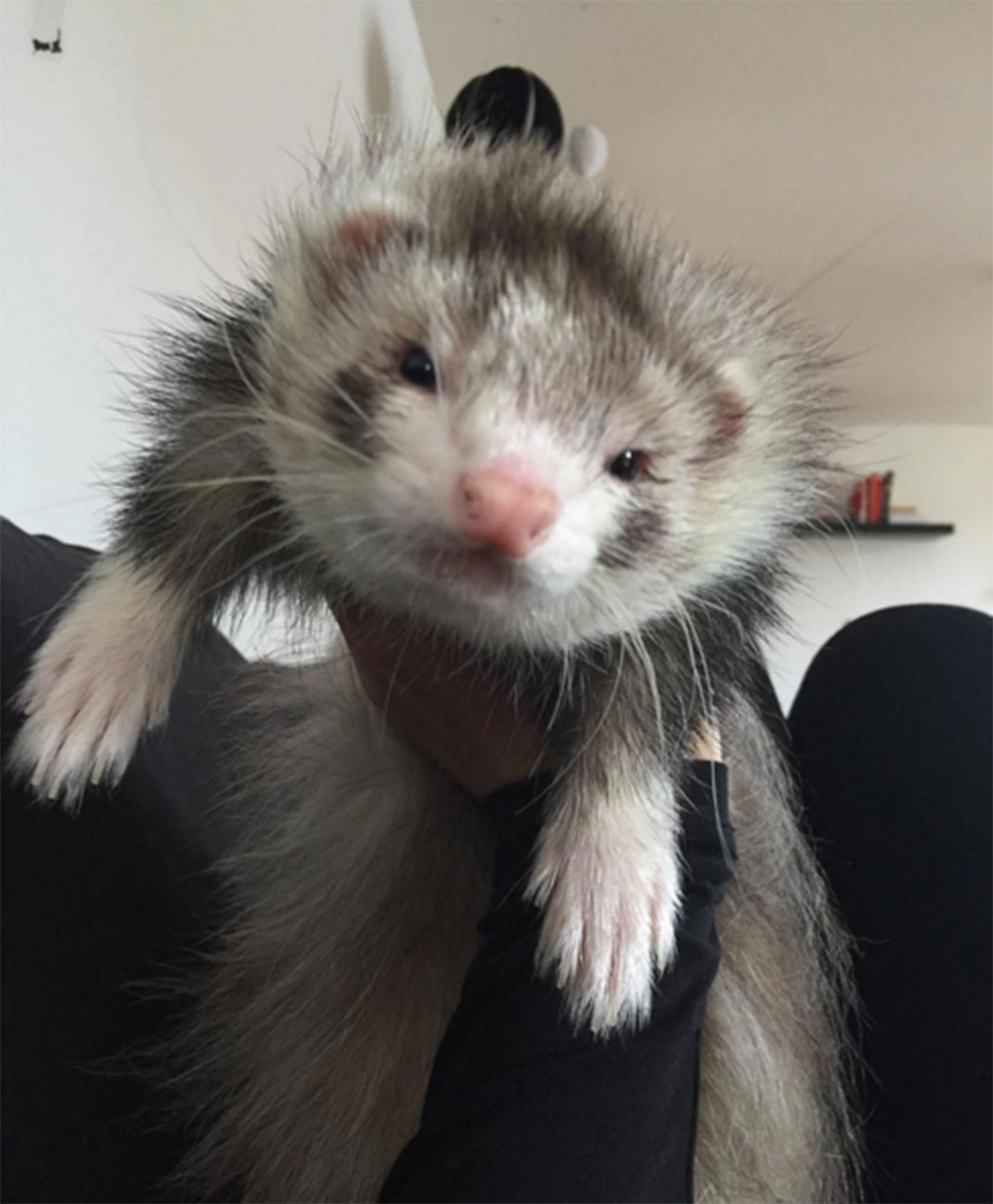 5-furet-insolite
