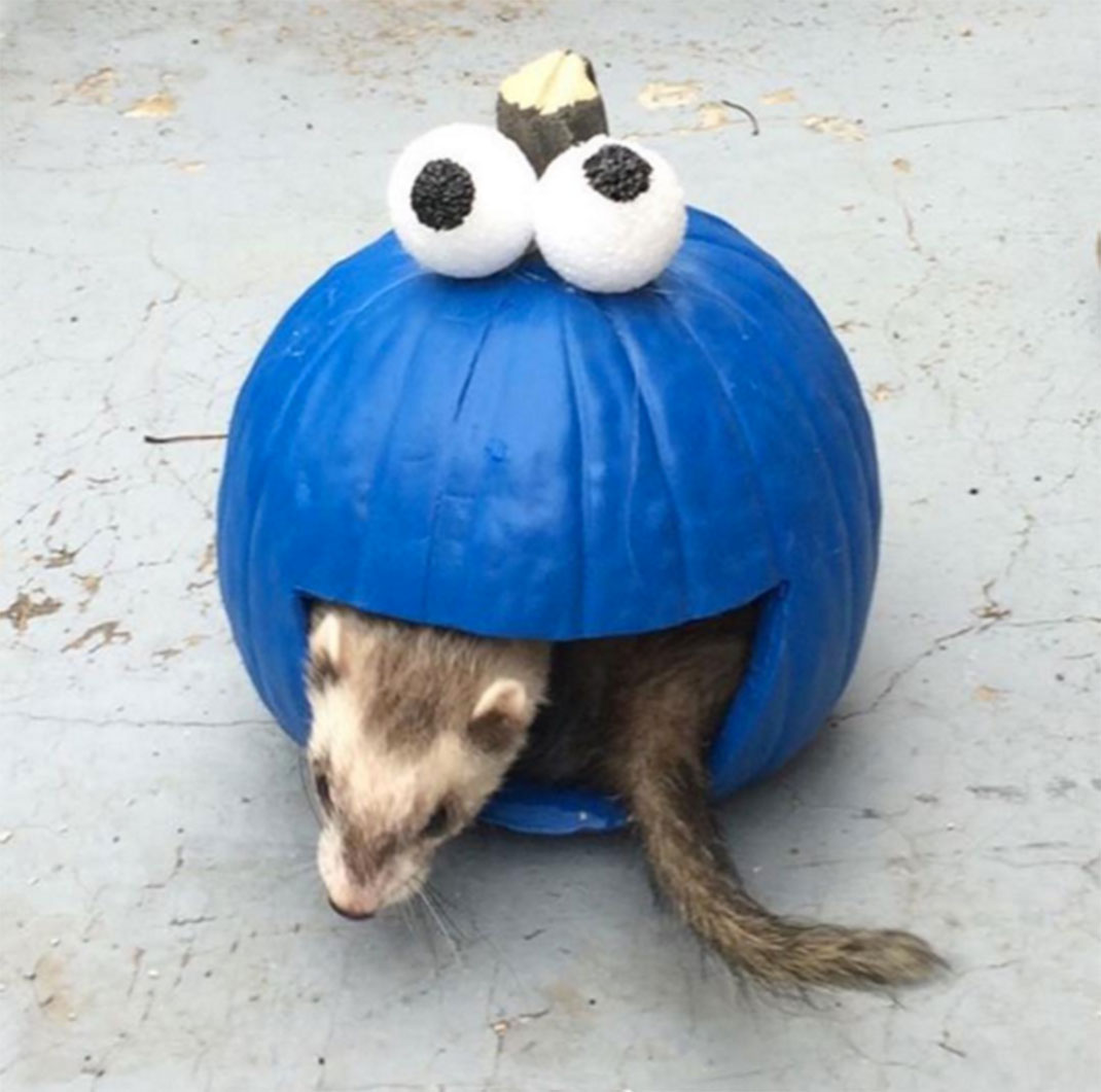 9-furet-insolite