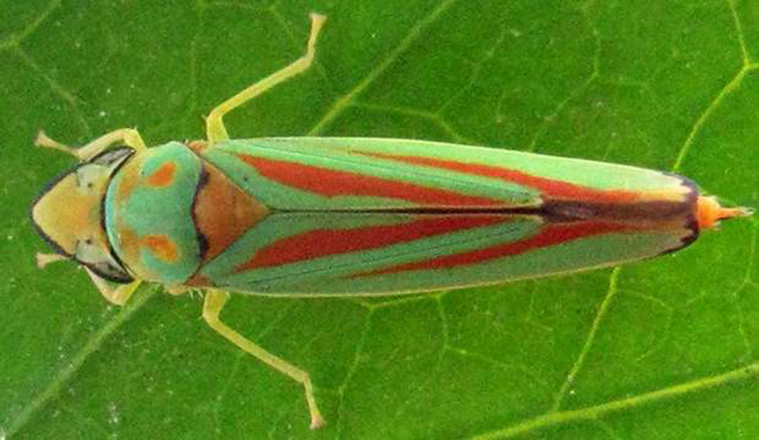 Bactérie-plante-2