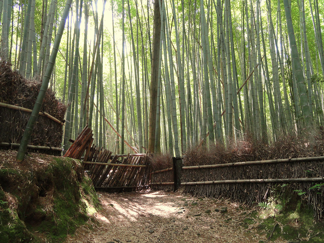 Forêt-bambous-15