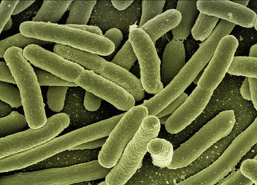 bacterie-bacillus-F