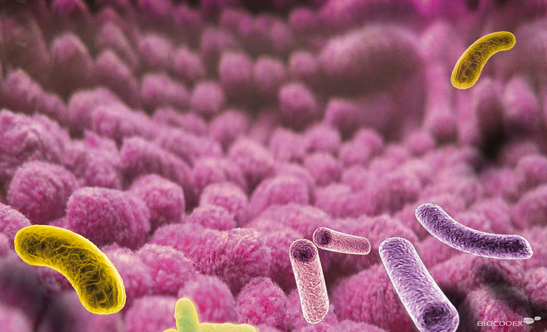 microbiote-intestinal